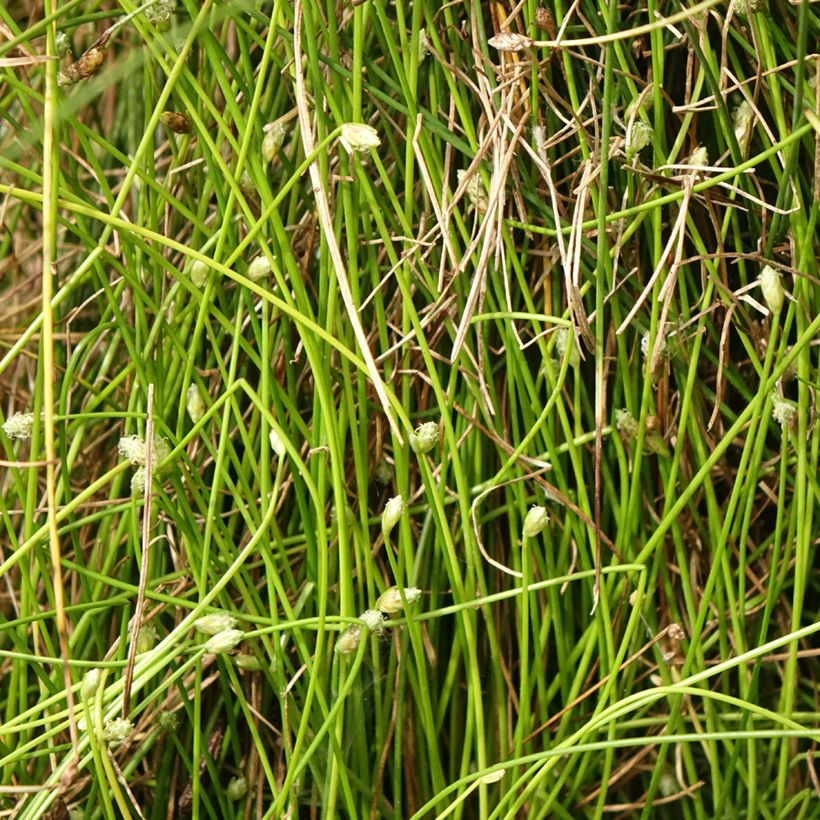 Scirpus cernuus Fiber Optic Grass - Frauenhaargras (Laub)