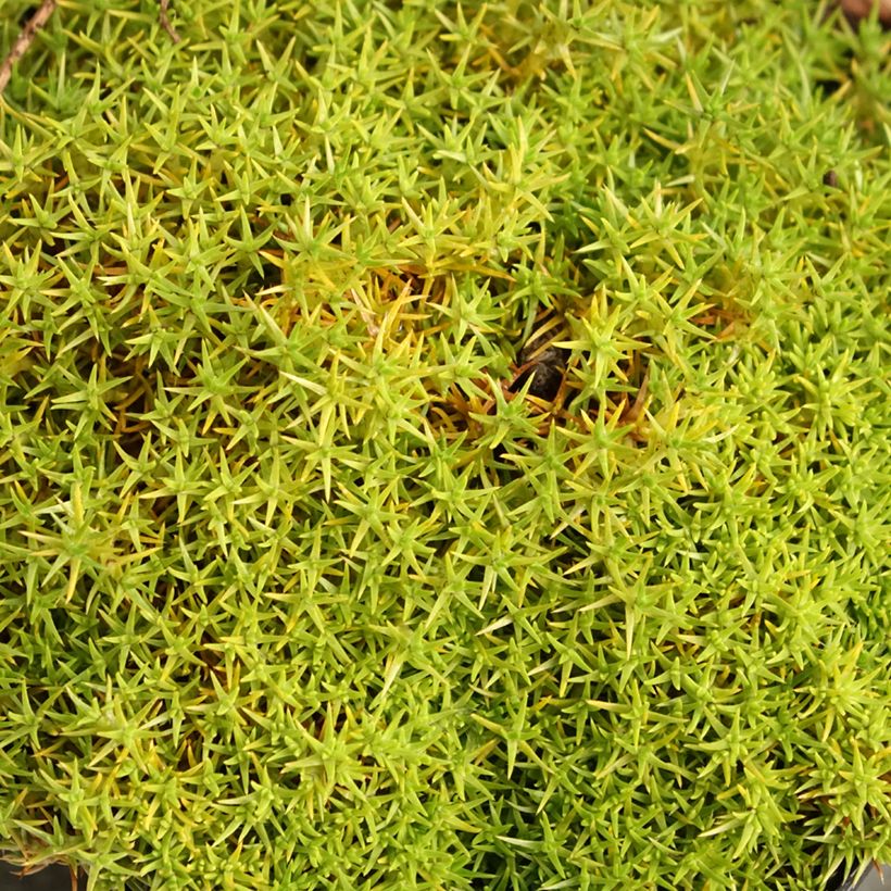 Scleranthus uniflorus - Knäuel (Laub)