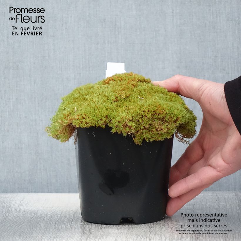 Exemplar von Scleranthus uniflorus - Scléranthe - Pot de 1.5L/2L wie im Winter geliefert