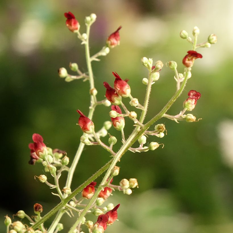 Scrophularia auriculata Variegata - Wasser-Braunwurz (Blüte)