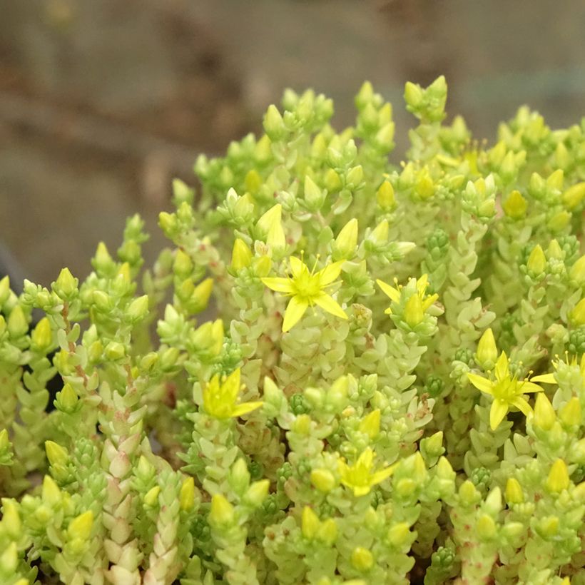 Scharfer Mauerpfeffer Yellow Queen - Sedum acre (Laub)