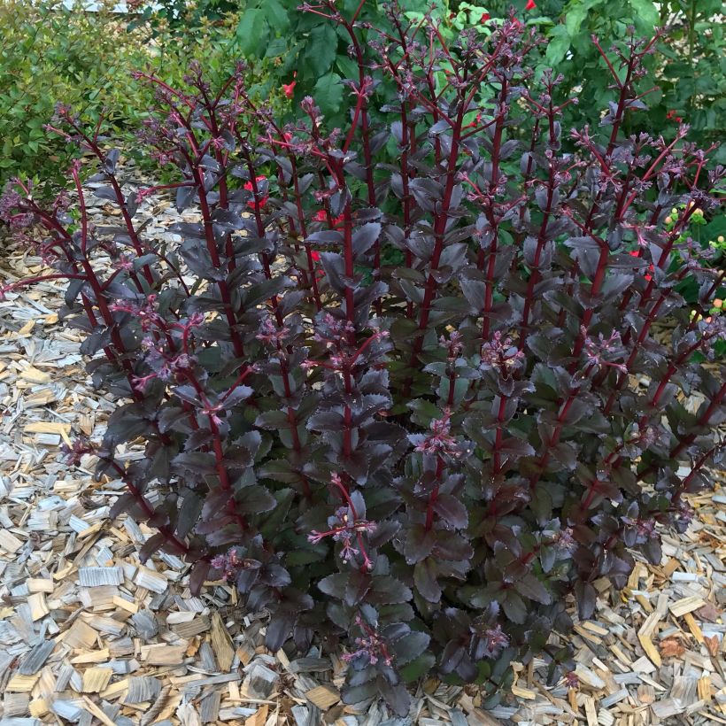 Fetthenne Black Knight - Sedum (Hafen)