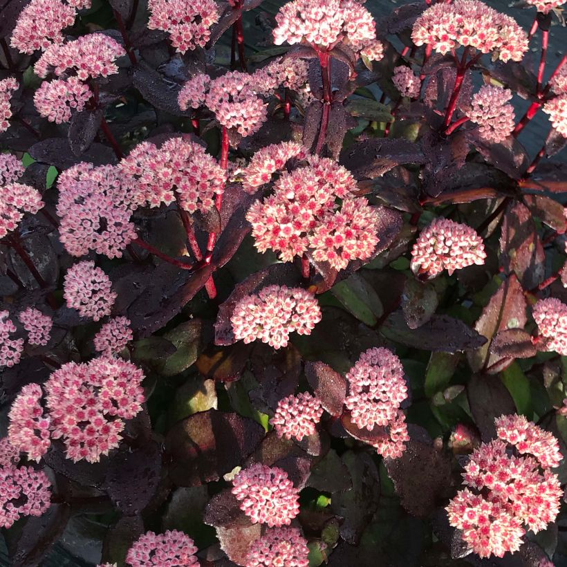 Fetthenne Black Knight - Sedum (Blüte)