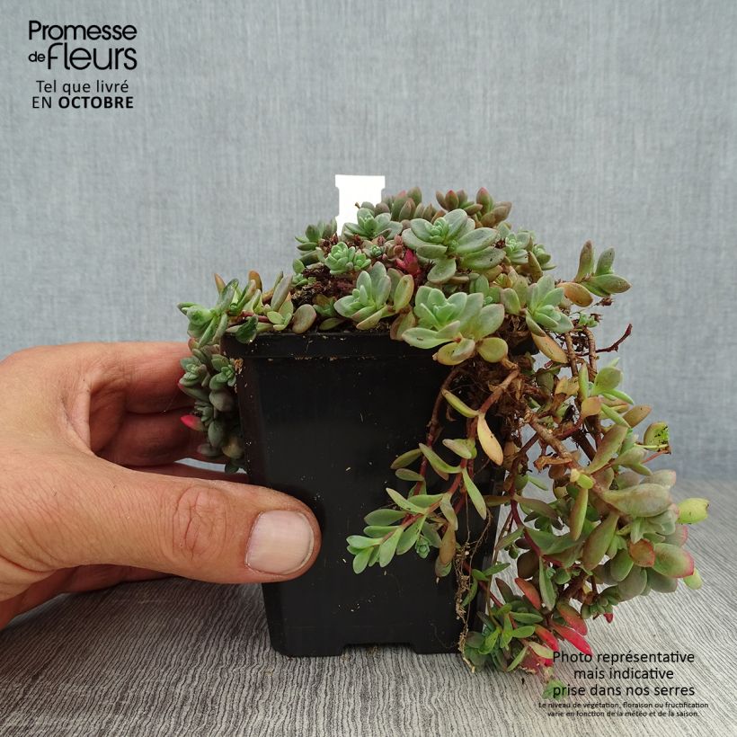 Exemplar von Sedum cauticola Lidakense - Orpin Godet de 9cm wie im Herbst geliefert