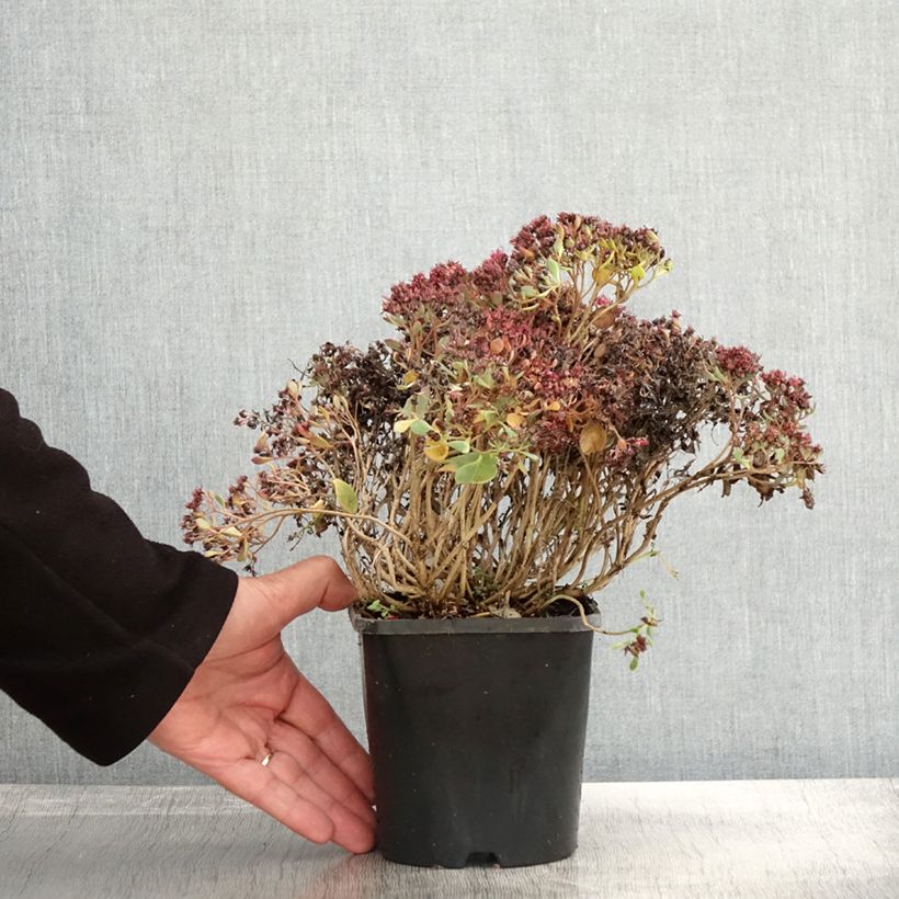 Exemplar von Sedum cauticola Lidakense - Orpin Pot de 1.5L/2L wie im Herbst geliefert