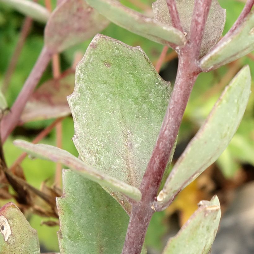 Fetthenne Robustum - Sedum cauticola (Laub)