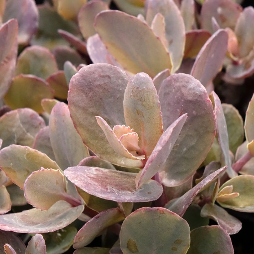 Fetthenne Chocolate Cherry - Sedum telephium (Laub)