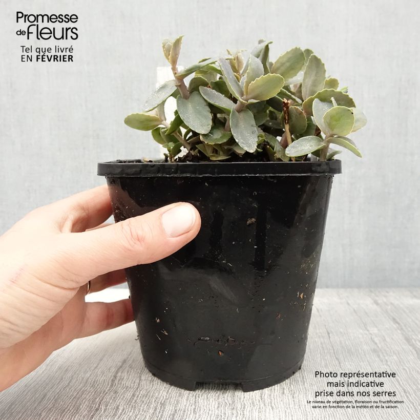 Exemplar von Sedum Chocolate Cherry - Orpin reprise pot de 2L/3L wie im Winter geliefert