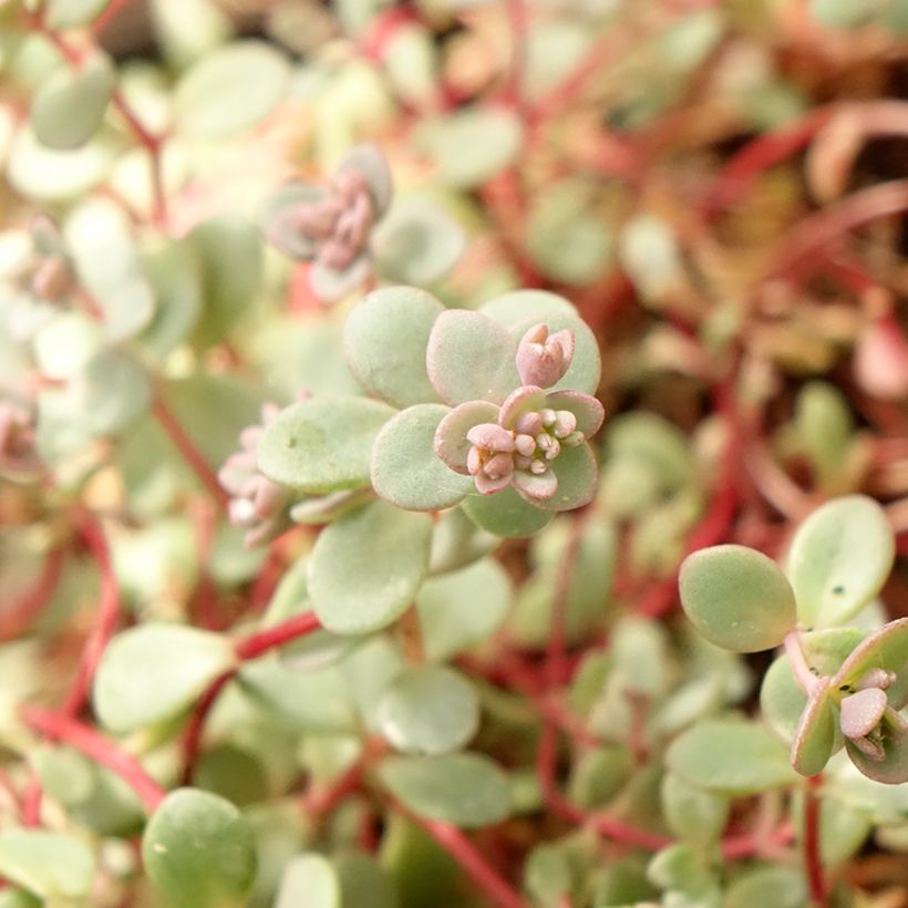 Fetthenne Rosenteppich - Sedum cyaneum (Laub)