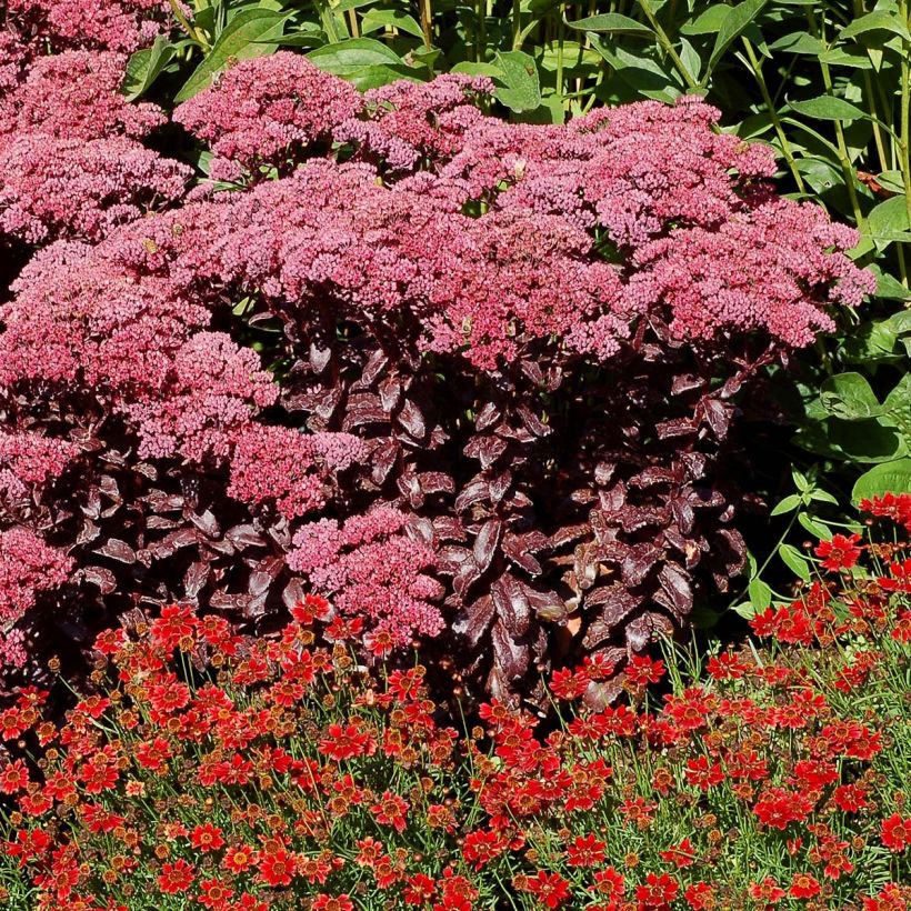 Fetthenne Dark Magic - Sedum telephium (Hafen)