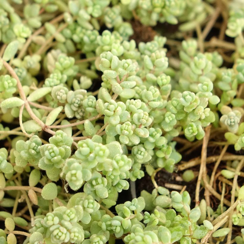 Fetthenne - Sedum dasyphyllum (Laub)