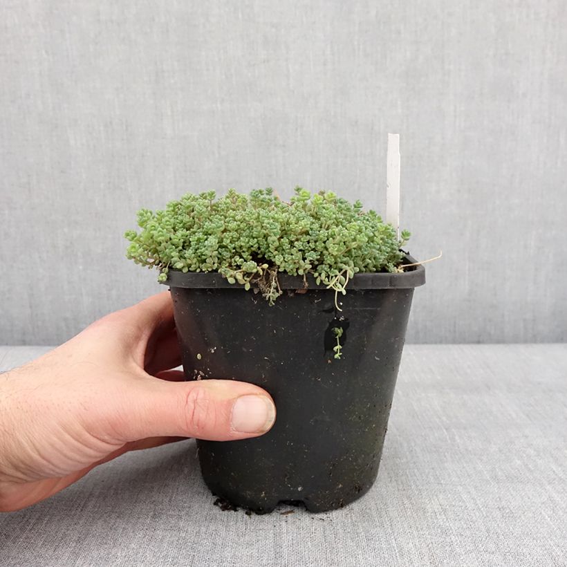 Exemplar von Fetthenne - Sedum dasyphyllum Topf mit 1,5L/2L wie im Winter geliefert