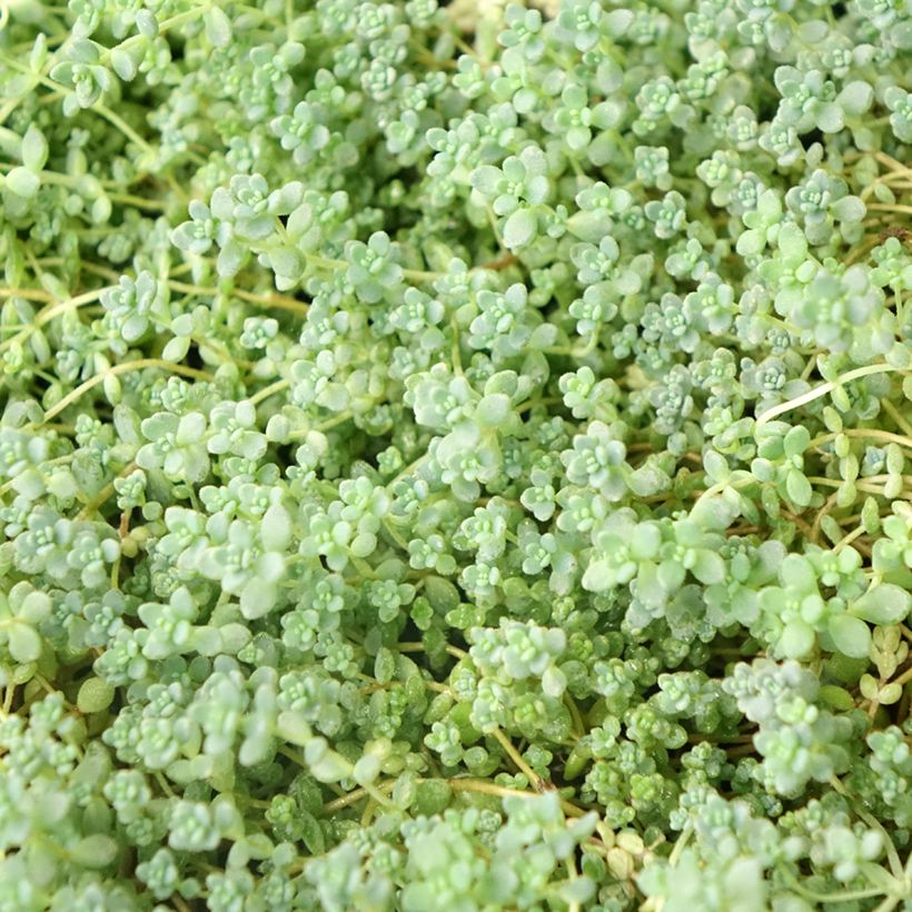 Fetthenne - Sedum dasyphyllum (Laub)