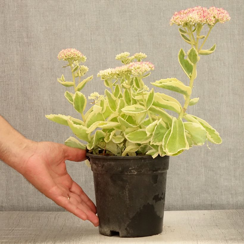 Exemplar von Sedum Frosted Fire - Orpin d'automne. - Pot de 2L/3L wie im Sommer geliefert