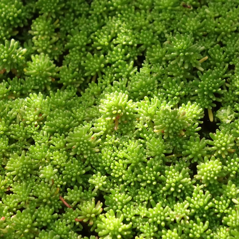 Fetthenne Glaucum - Sedum lydium (Laub)