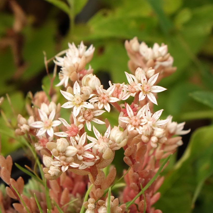 Fetthenne Glaucum - Sedum lydium (Blüte)