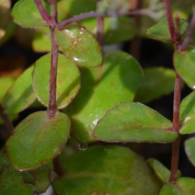 Fetthenne Matrona - Sedum (Laub)