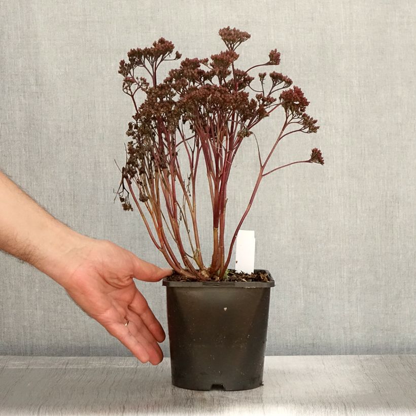 Exemplar von Sedum Purple Emperor - Orpin Pot de 1.5L/2L wie im Herbst geliefert