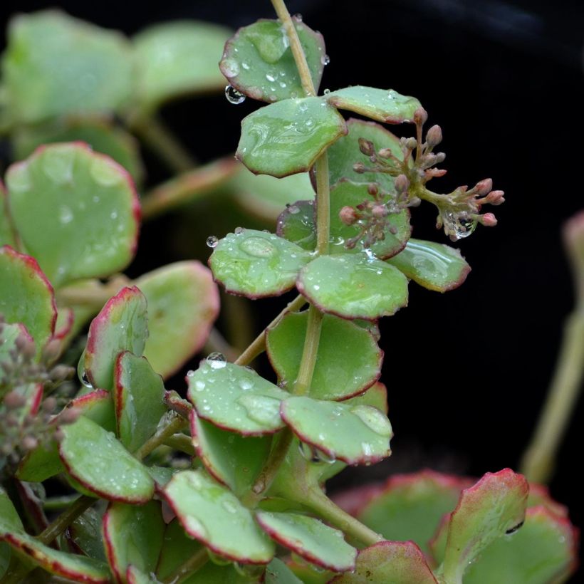 Fetthenne sieboldii - Sedum sieboldii (Laub)