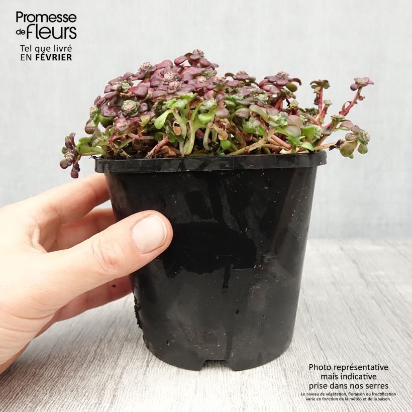 Exemplar von Fetthenne Purpureum - Sedum spathulifolium wie im Winter geliefert