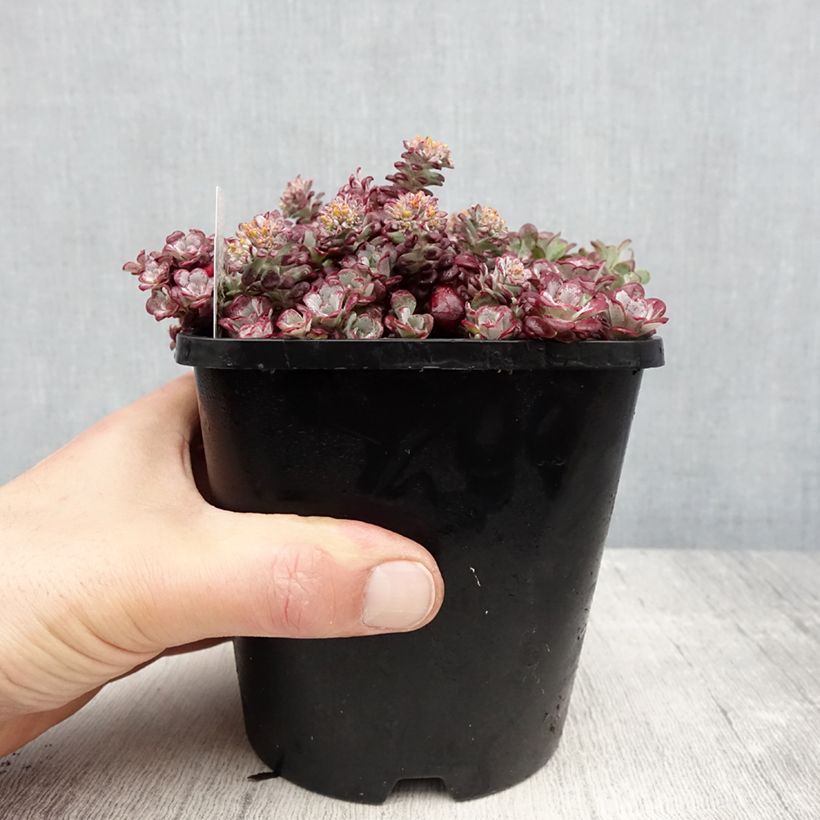 Exemplar von Fetthenne Purpureum - Sedum spathulifolium Topf mit 2L/3L wie im Frühjahr geliefert