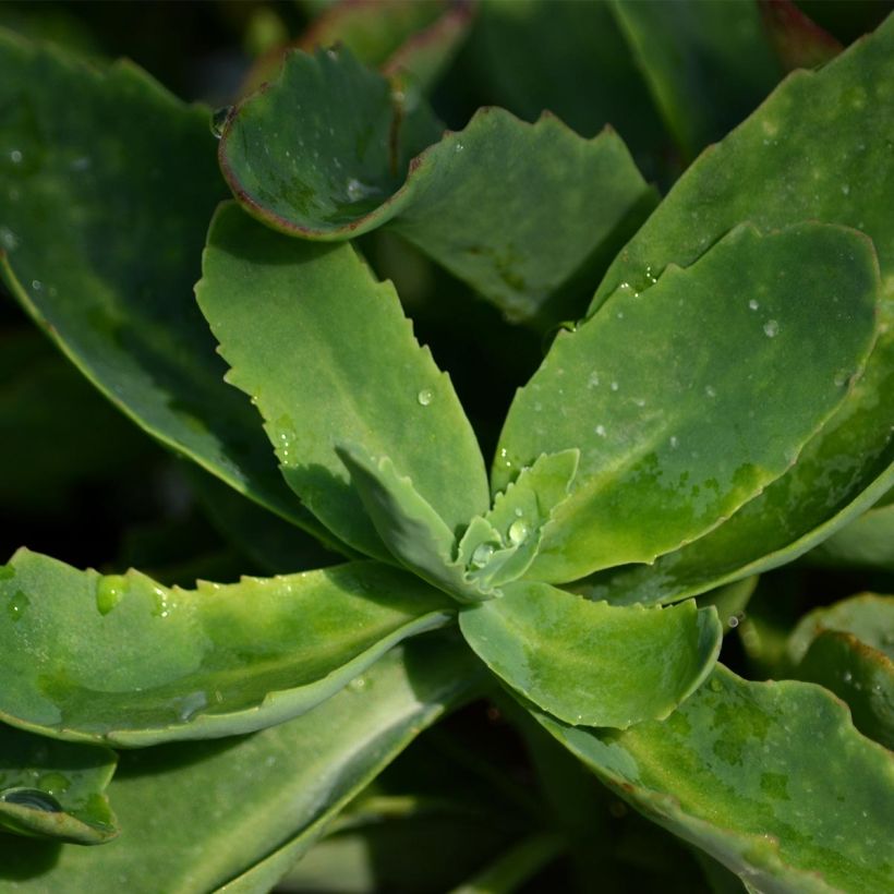 Fetthenne Septemberglut - Sedum spectabile (Laub)