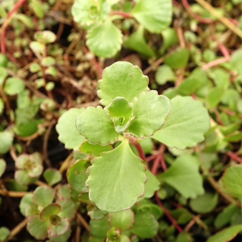 Fetthenne Woodoo - Sedum spurium (Laub)