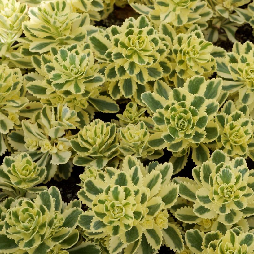 Fetthenne Atlantis - Sedum takesimense (Laub)