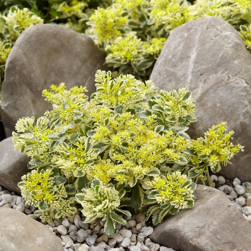 Fetthenne Atlantis - Sedum takesimense (Hafen)