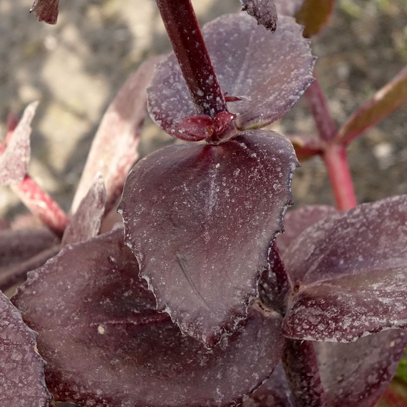 Fetthenne Bon Bon - Sedum (Laub)