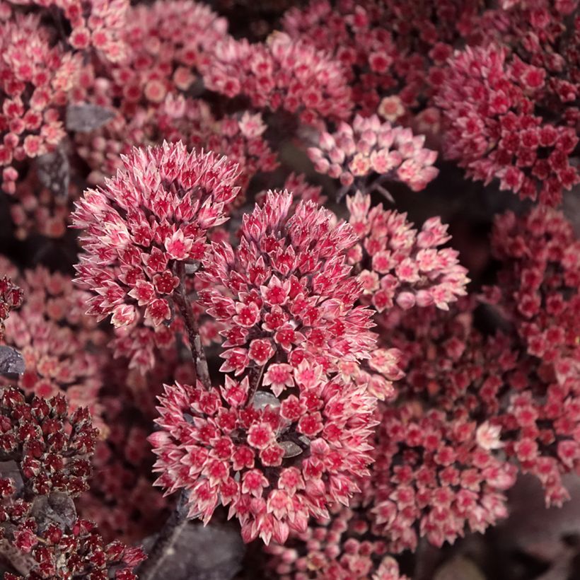 Fetthenne Bon Bon - Sedum (Blüte)