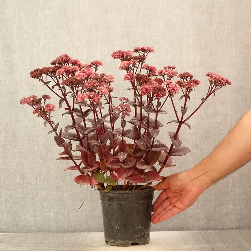 Exemplar von Sedum telephium Bon Bon - Orpin - Pot de 2L/3L wie im Sommer geliefert