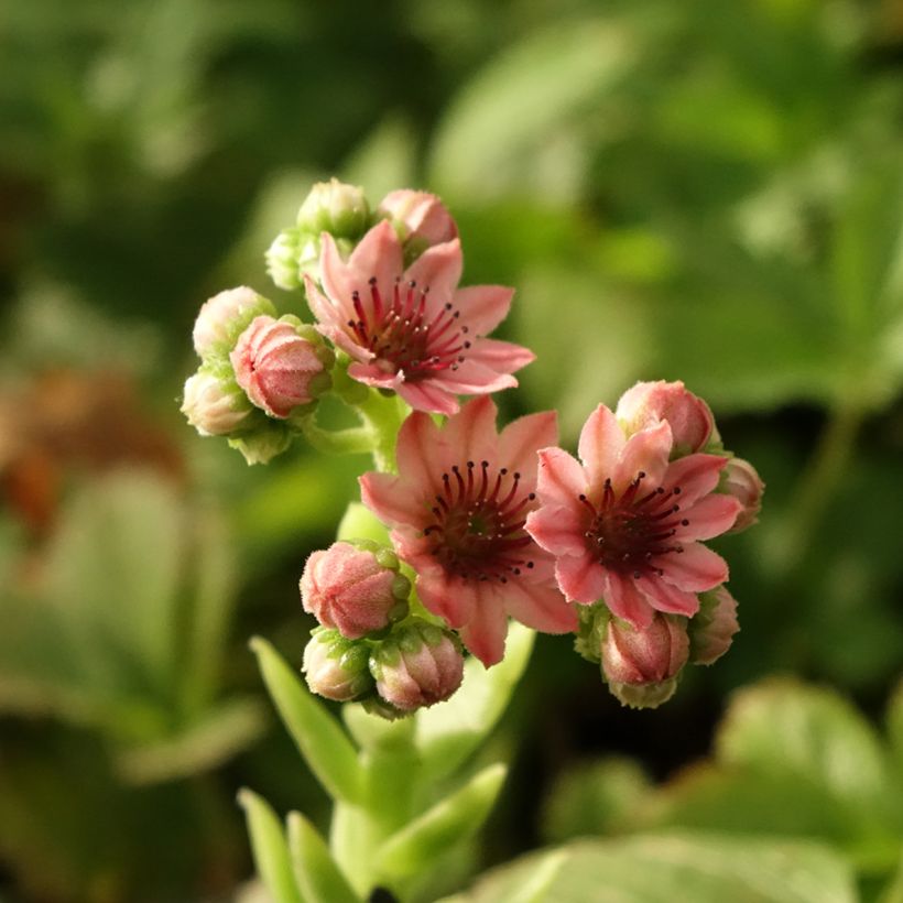 Hauswurz Rubrum - Sempervivum arachnoideum (Blüte)