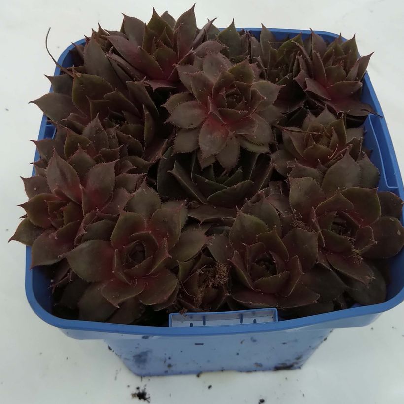 Beispiel eines Exemplars von Sempervivum Chick Charms Plum Perfect  - Joubarbe Pot de 10 cm/11cm wie geliefert