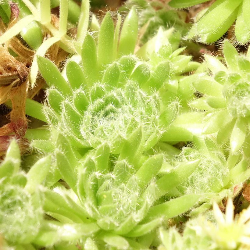 Hauswurz var. borisii - Sempervivum ciliosum (Laub)