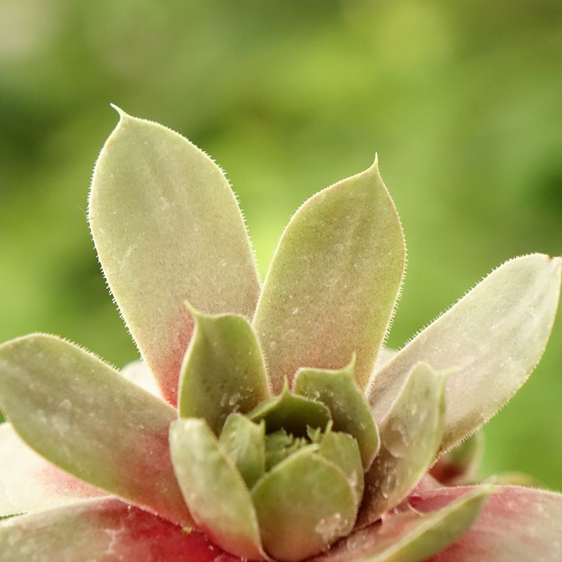 Hauswurz Commander Hay - Sempervivum (Laub)