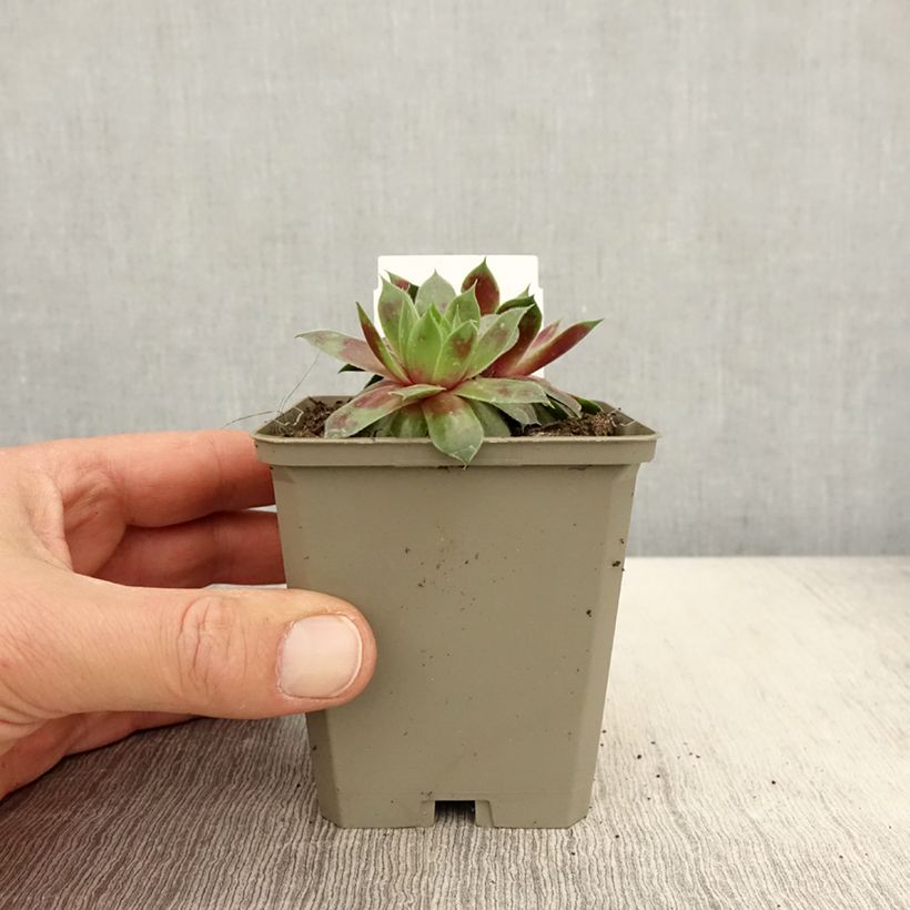 Exemplar von Hauswurz Gay Jester - Sempervivum Kleine Töpfe von 8/9 cm wie im Frühjahr geliefert