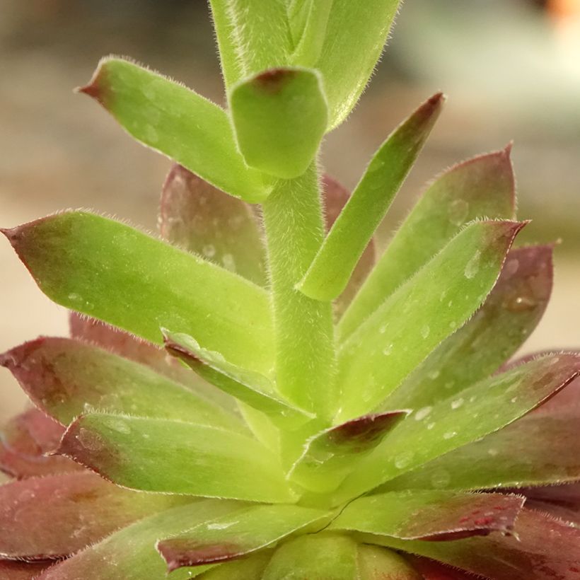 Hauswurz Granat - Sempervivum (Laub)