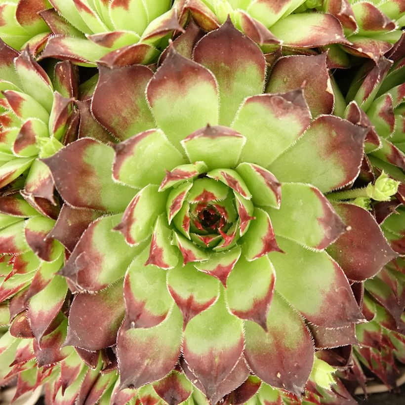 Hauswurz Noir - Sempervivum (Laub)