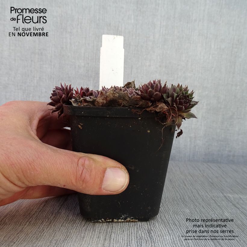 Exemplar von Hauswurz Pilatus - Sempervivum wie im Herbst geliefert