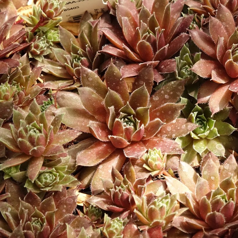 Hauswurz Pilatus - Sempervivum (Laub)