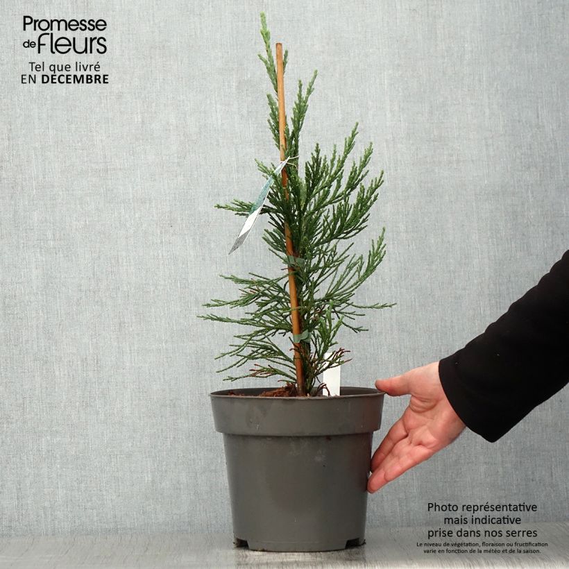 Exemplar von Séquoia géant - Sequoiadendron giganteum Glaucum Pot de 5L wie im Herbst geliefert