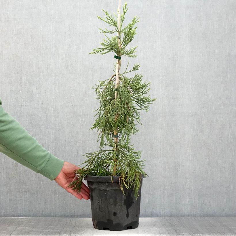 Exemplar von Sequoiadendron giganteum Pendulum - Séquoia géant pleureur en pot de 4/5L wie im Sommer geliefert