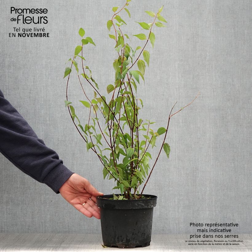 Exemplar von Seringat de Lemoine - Philadelphus Lemoinei Pot de 3L/4L wie im Herbst geliefert