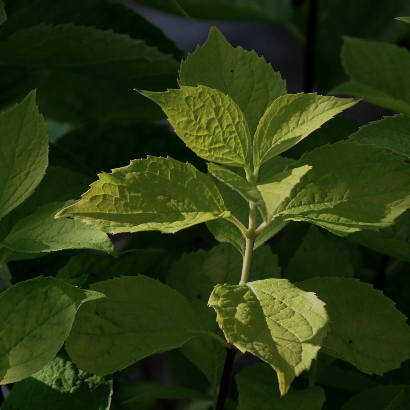 Europäischer Pfeifenstrauch Aureus - Philadelphus coronarius (Laub)