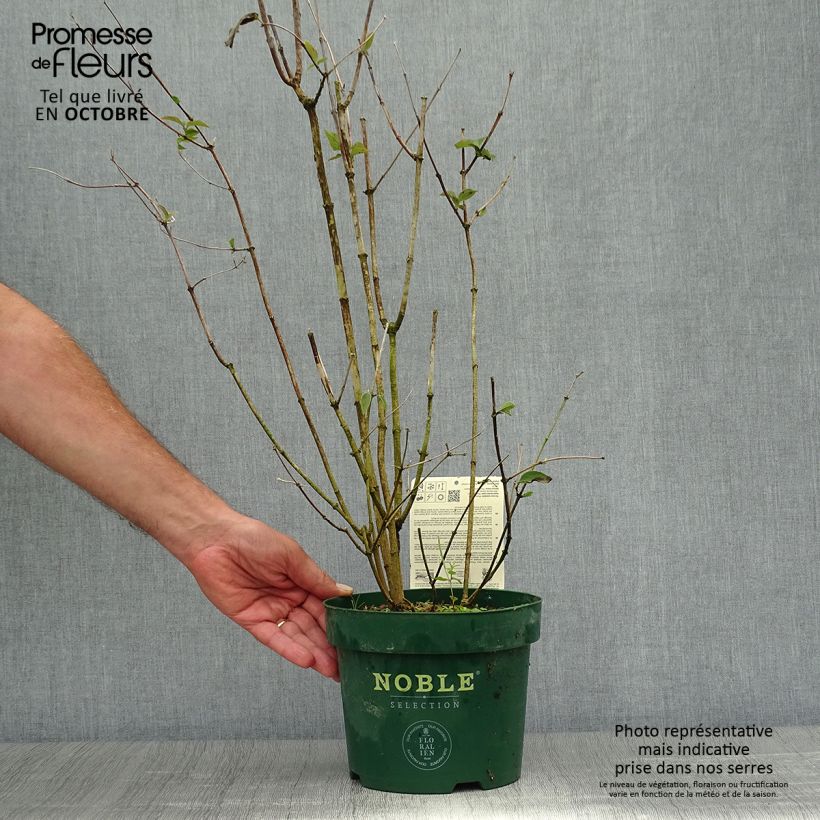 Exemplar von Seringat des jardins - Philadelphus Starbright Pot de 3L/4L wie im Herbst geliefert