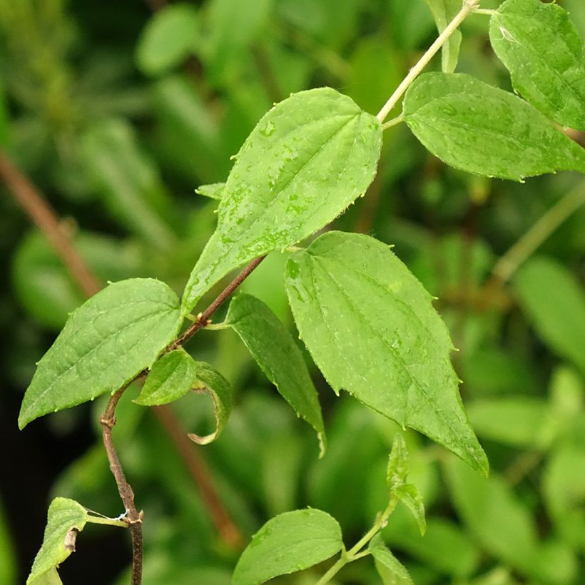 Mexikanischer Pfeifenstrauch - Philadelphus mexicanus (Laub)