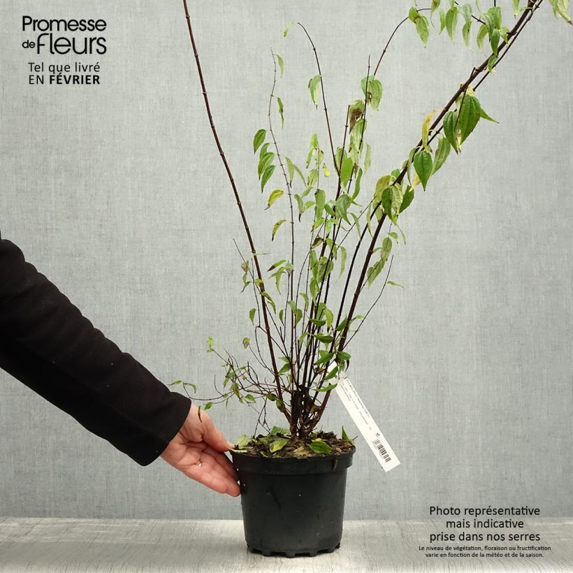 Exemplar von Seringat du Mexique - Philadelphus mexicanus - Pot de 3L/4L wie im Winter geliefert