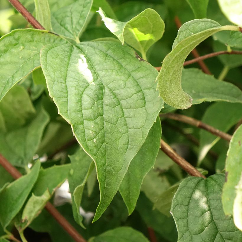 Pfeifenstrauch Beauclerk - Philadelphus (Laub)