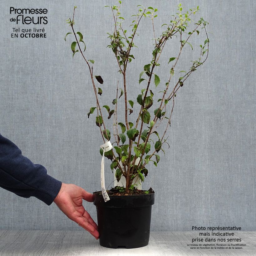 Exemplar von Seringat - Philadelphus Frosty Morn Pot de 3L/4L wie im Herbst geliefert